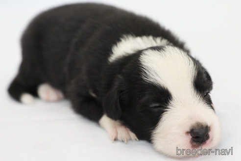 成約済の神奈川県のボーダーコリー-327517の8枚目